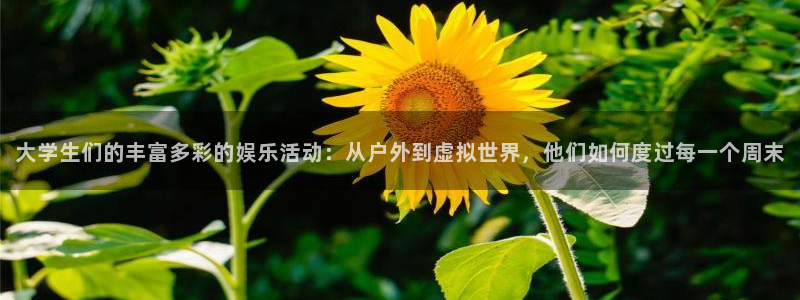 泰达娱乐体育和杏耀是哪个公司的：大学生们的丰富多彩的娱乐活动：从户外到虚拟世界，